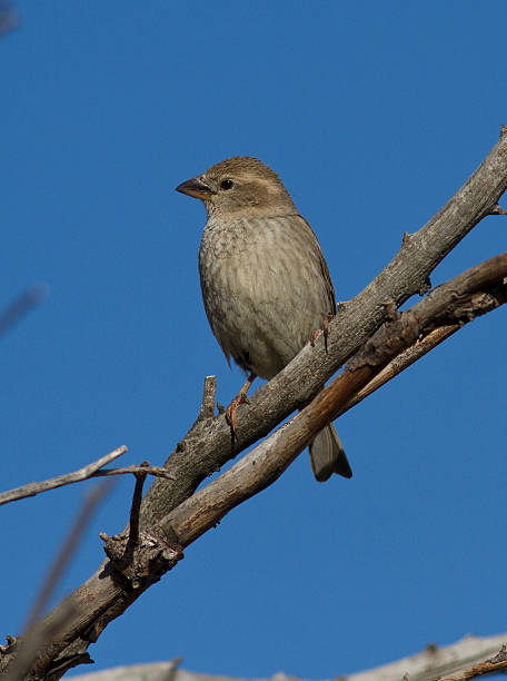 istock Spanish sparrow female sitting on a tree. 496350395