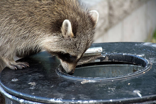 istock Raccoon close-up looking in garbage can 496350682