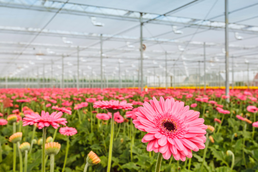 Florecer rosa gerberas en un holandés greenhouse photo