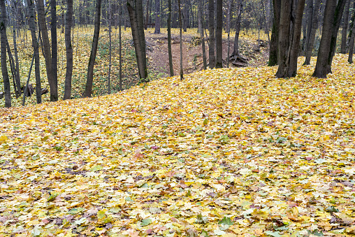 Multicolored autumn maple leaves lie in forest. Focus on foreground.