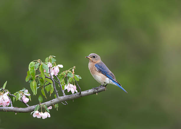 istock Female Eastern bluebird perched with pink flowers 496350992