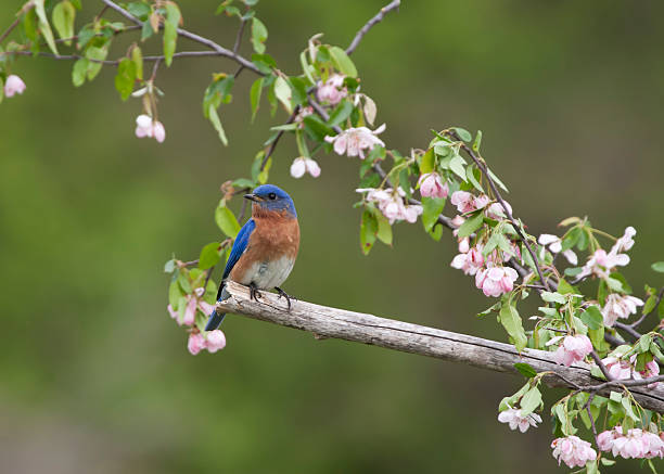 istock Male Eastern Bluebird Perched in Pink Blossoms 496351122