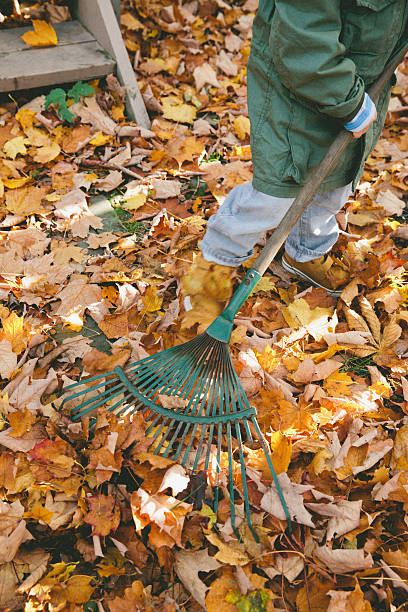 raking リーブズ - leaves changing ストックフォトと画像