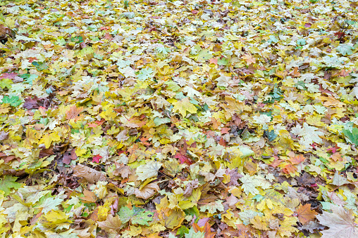 Multicolored autumn maple leaves cover in blurred vignette