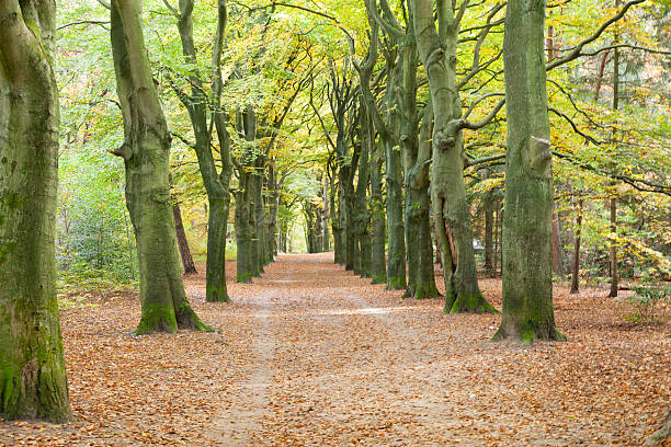 istock autumn in Holland 496351304