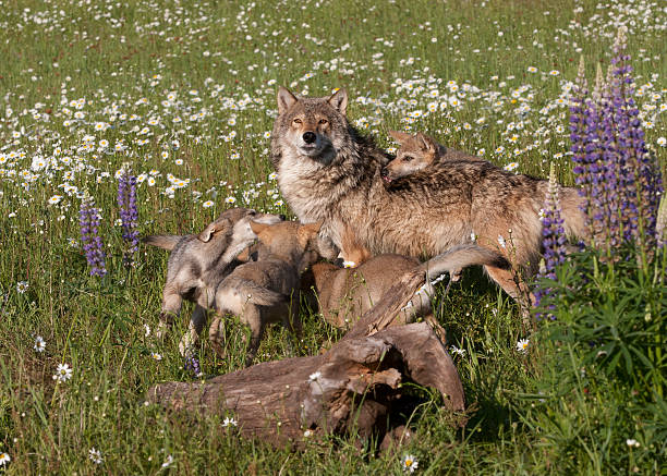 istock Wolf Pups Playing with Mom in Wildflowers 496351408