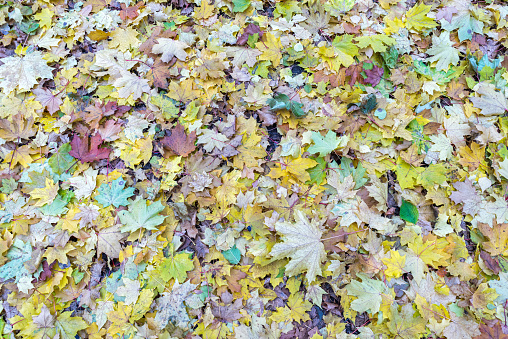 Multicolored autumn maple leaves cover lies on ground