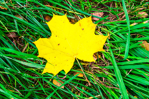 Maple Leaf Laying in the Green Grass