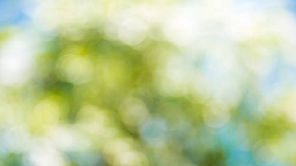 istock Sunny abstract green ,leaf ,blue sky, nature Bokeh,blurred bokeh. 496352001