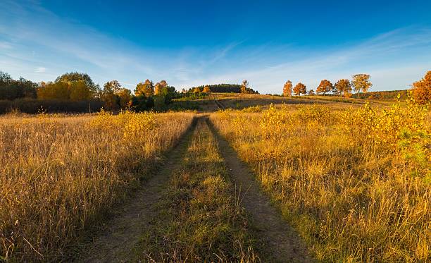 istock Beautiful autumnal landscape with grassland, trees and road 496352132