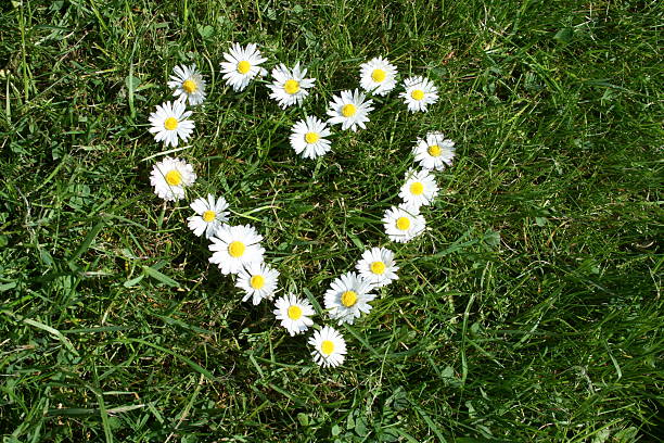 istock Heart of goose flowers 496352197