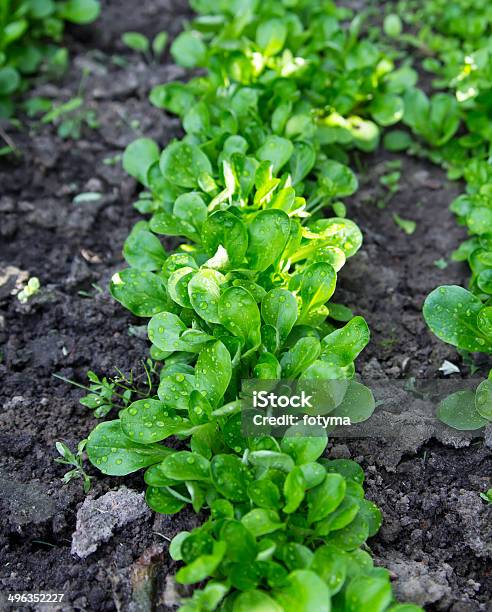 Corn Salad Stock Photo - Download Image Now - Agricultural Field, Corn Salad, Agriculture