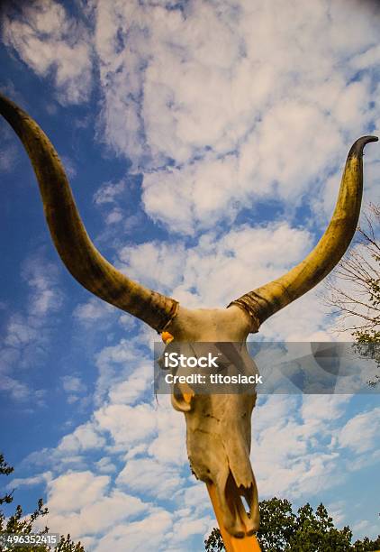 Bull Skull Stock Photo - Download Image Now - Agriculture, Animal Body Part, Animal Hair