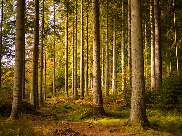 Perthshire woodland at autumn.