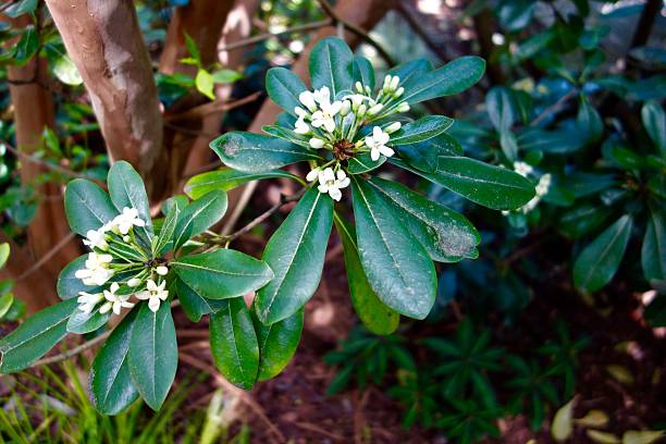 istock CLOSE UP OF WHITE FLOWERS 496352906