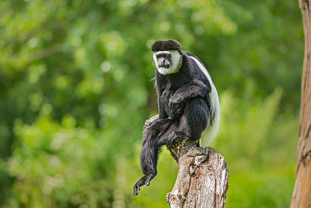 manto guereza (colobo guereza - leaf monkey fotografías e imágenes de stock