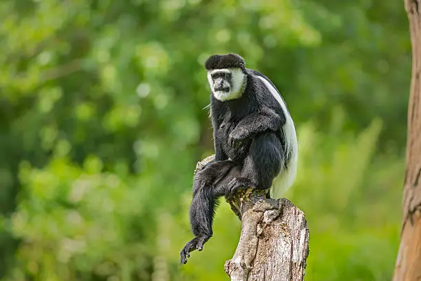 Photo of Mantled guereza (Colobus guereza)