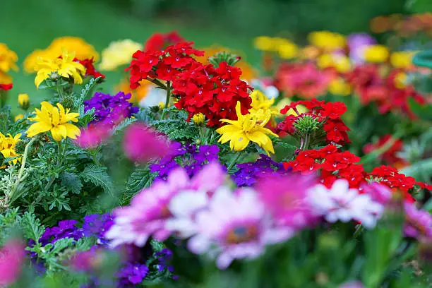 Colorful summer flowers,Eifel,Germany.
