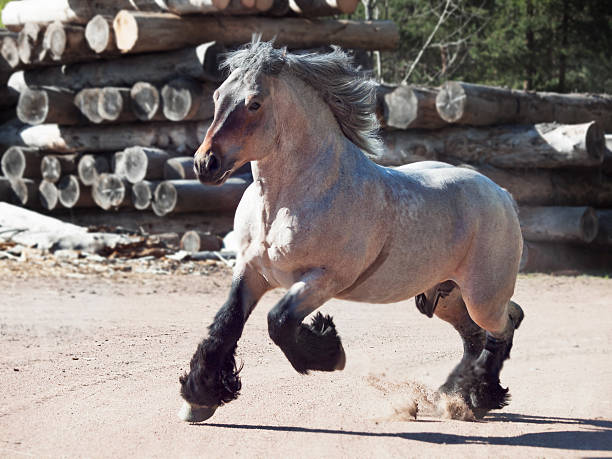 correr brabant stallion - draft horse fotografías e imágenes de stock