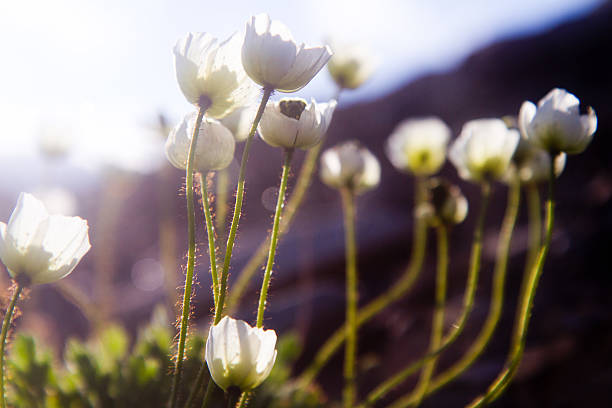 Beautiful flowers catching the midnight sun on the arctic island of Svalbard.