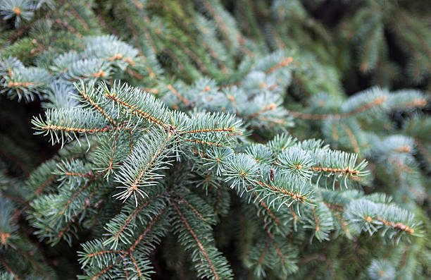 филиалы колорадо ель голубая - spruce tree colorado blue blue spruce стоковые фото и изображения