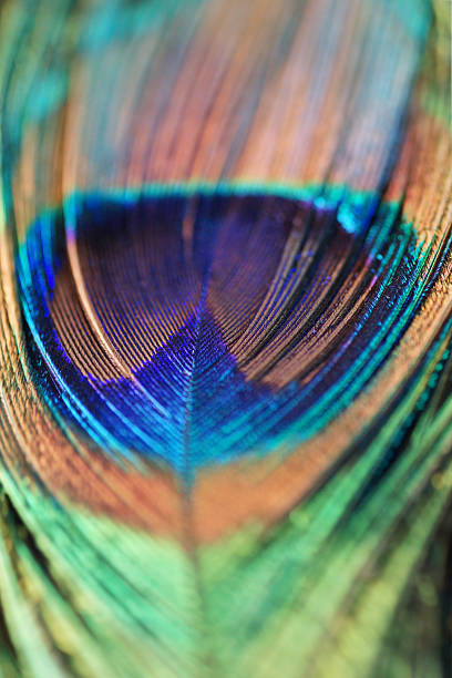 istock Abstract peacock feather, blur vivid color 496353565