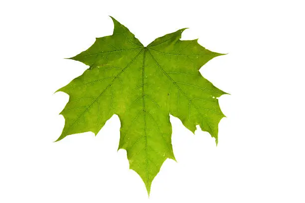 Leaf, branch, tree, maple, yew, beech, green, cells, cell, green, stalk, vein, veins, leaf veins, leaf veins, branches, trees, forest, flora, macro, close-up, illuminated, leaves, nature, natural, flora, nature, green, cell, photosynthesis, fresh, fresh, fresh, vegetable, spring, spring, garden, wood, grass, tree, foliage, background, illuminated, clean, beautiful, summer, summer, shrub, shrubs