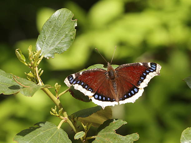 istock Mourning Cloak Butterfly - Nymphalis antiopa 496353771