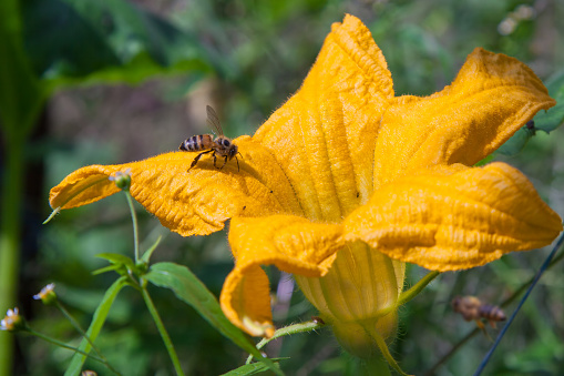 Bees pollinate the flowers of pumpkin outdoors