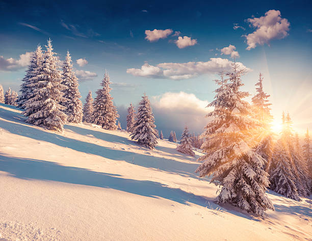 istock Colorful winter sunrise in the mountain forest. 496354014
