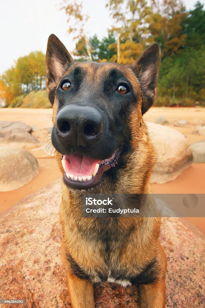 Retrato de feliz Cão Pastor Belga Malinois - Foto de stock de 2015 royalty-free