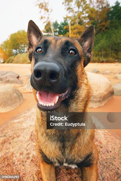 Foto de Retrato De Feliz Cão Pastor Belga Malinois e mais fotos de stock de 2015 - 2015, Animal, Animal de estimação