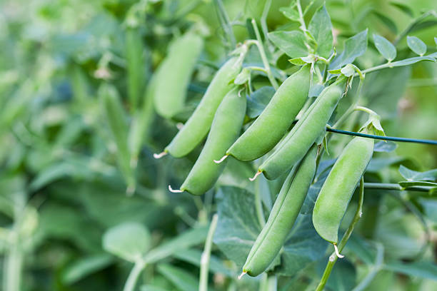 istock Green peas in the garden 496354406