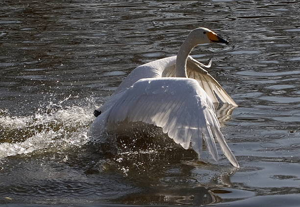 istock ANIMAL: Beautiful swan with wings closing on water 496354745