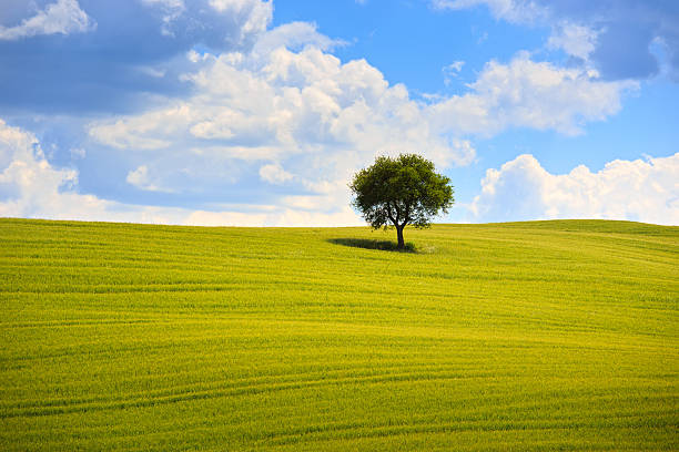 istock Tuscany, olive tree and green fields. Montalcino Orcia, Italy. 496354983