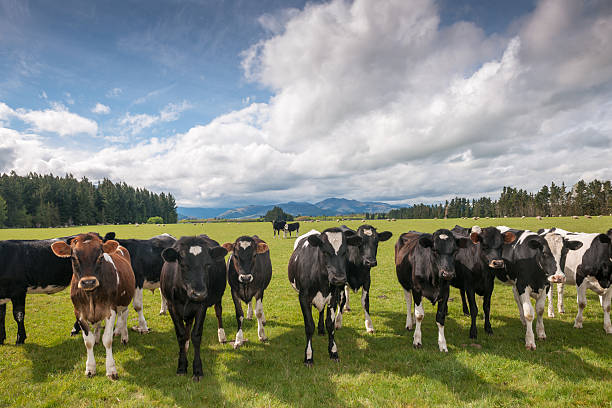 vaca de ganado - beef cattle farm calf summer fotografías e imágenes de stock