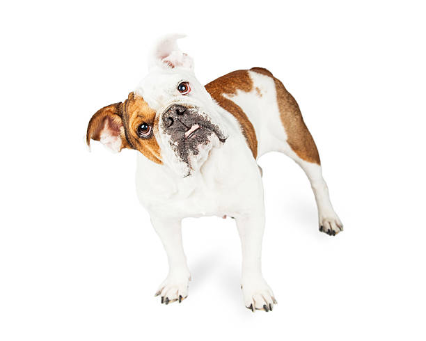 istock Funny English Bulldog Standing Tilting Head 496356948