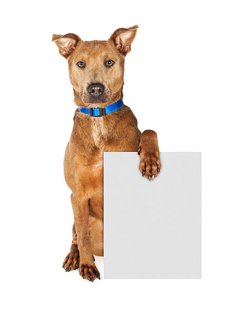 istock Large Crossbreed Dog Holding Blank Sign 496357046
