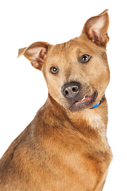 istock Cute Dog With Funny Smirk 496357078