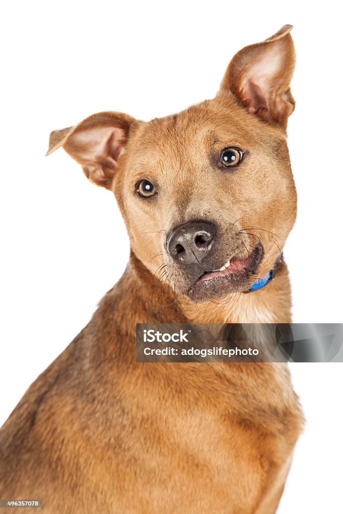 Chú Chó Dễ Thương Với Nụ Cười Nhếch Mép Hình Ảnh Sẵn Có - Tải Xuống Hình Ảnh  Ngay Bây Giờ - Chó, Chó Con, Chó Lai - Istock