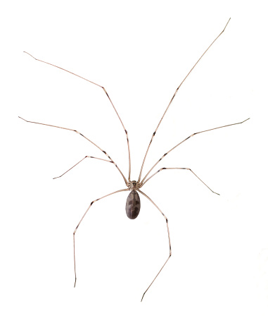 Long-bodied Cellar Spider (Pholcus phalangioides) isolated on a white background