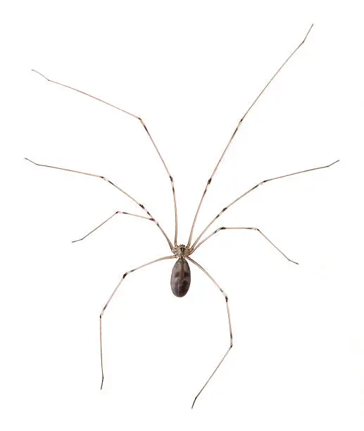 Photo of Long Bodied Cellar Spider Isolated