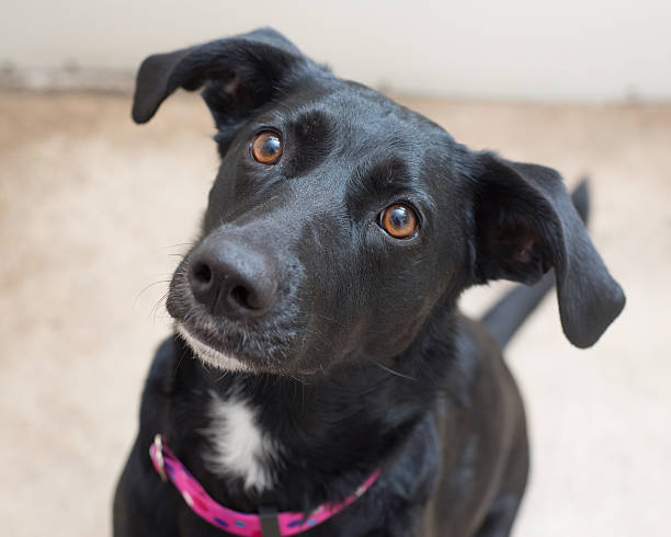 istock Black retreiver greyhound mix dog looking up 496360998