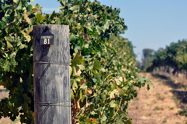 istock Rows of Vines in Western Australia 496375306