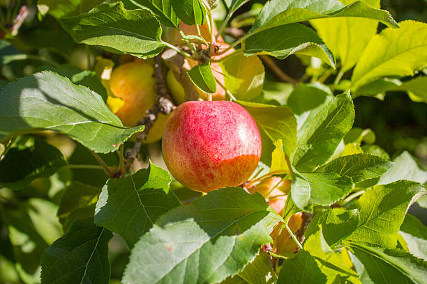 Red Apple in a Tree stock photo