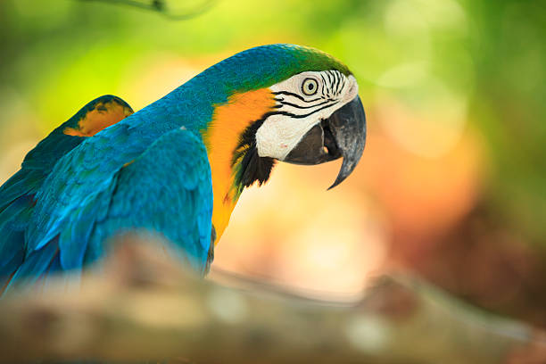 Gold And Blue Macaw Close-up of a Gold And Blue Macaw (Ara ararauna). gold and blue macaw photos stock pictures, royalty-free photos & images