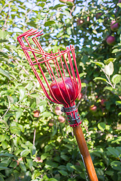 Apple Picker with Red Apple stock photo