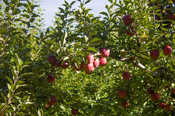 Cluster of Red Apples in a Tree stock photo