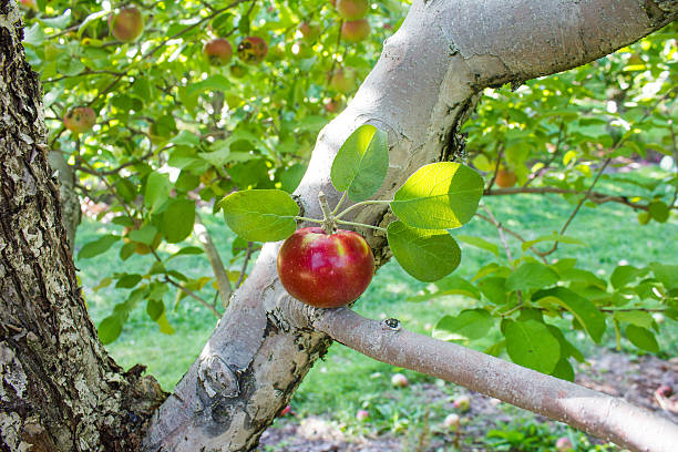 Apple in a Tree Branch stock photo
