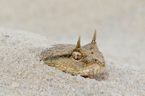 Víbora cornuda esconden en desierto de arena photo